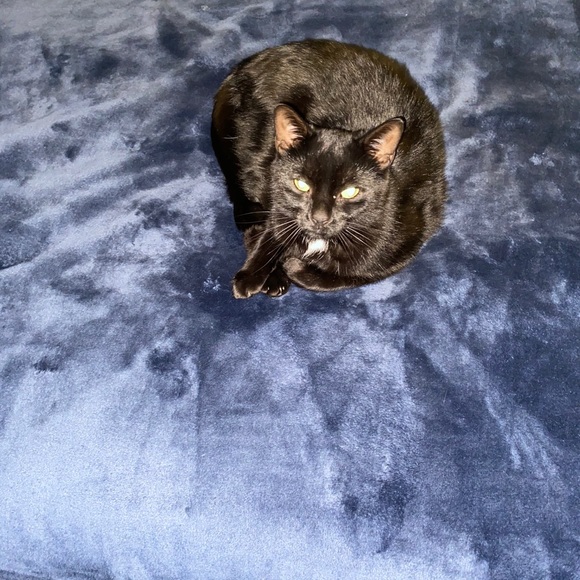 Meet your Posher, Danielle - Picture 1 of 1